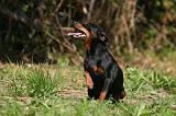 PINSCHER NAIN 084